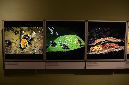Wasp_exhibition__DSC3462
